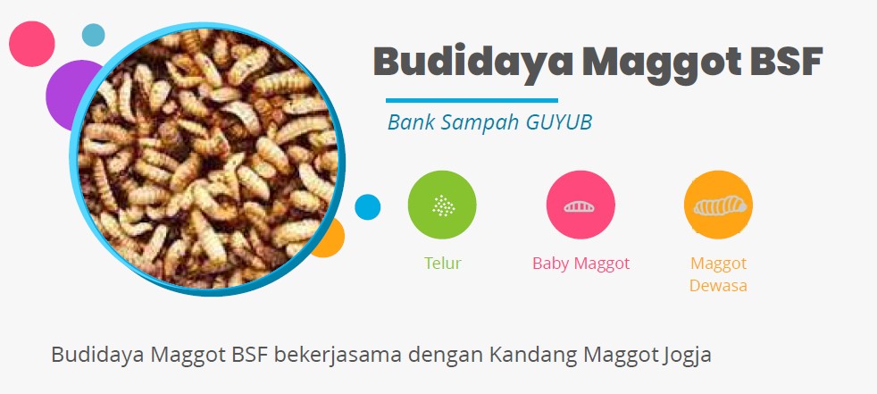 Budidaya Maggot